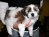 Cachorros Kyi Leo A La Venta