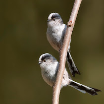 Wildlife of the Channel Islands, UK