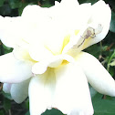 White rose