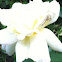 White rose