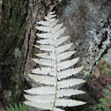 Common Fern (Bracken)