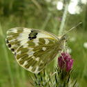 Eastern Bath White