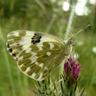 Eastern Bath White