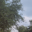 Sand Live Oak