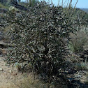 Chain fruit cholla
