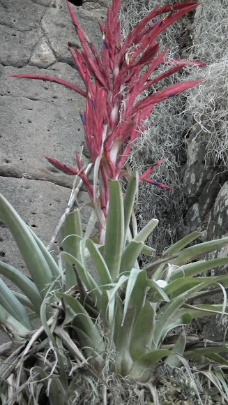 Spotting Image 1