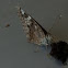 Painted Lady