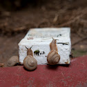 snail