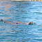 California Sea Lion