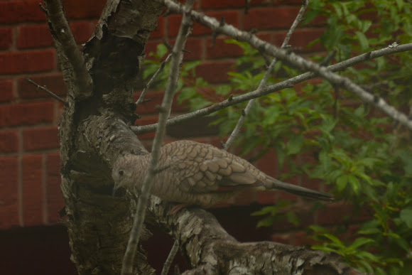 Spotting Image 1