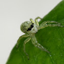 white jump spider