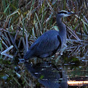 Great Blue Heron