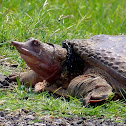 Florida Softshell