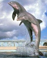 [dolphins[2].jpg]