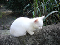 DSC05020.jpg