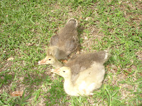 DSC05049.jpg