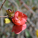 Flowering Quince