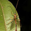 Ichneumon Wasp