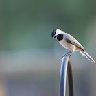 Black-capped Chickadee