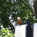 American Robin (leucistic)