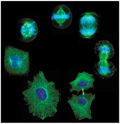 [main_cell_cycle6.jpg]