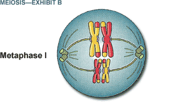 [meiosis_b1.gif]