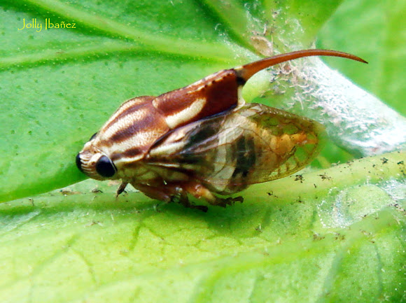 Spotting Image 1