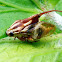 Tube Spittlebug