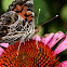 American Lady on Cone Flower