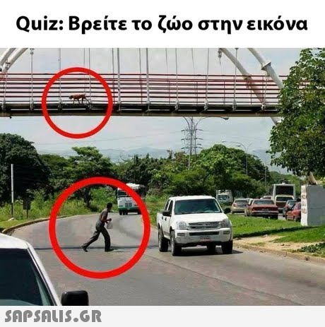 Quiz: Βρείτε το ζώο στην εικόνα 