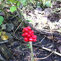 Jack in the Pulpit
