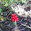Jack in the Pulpit