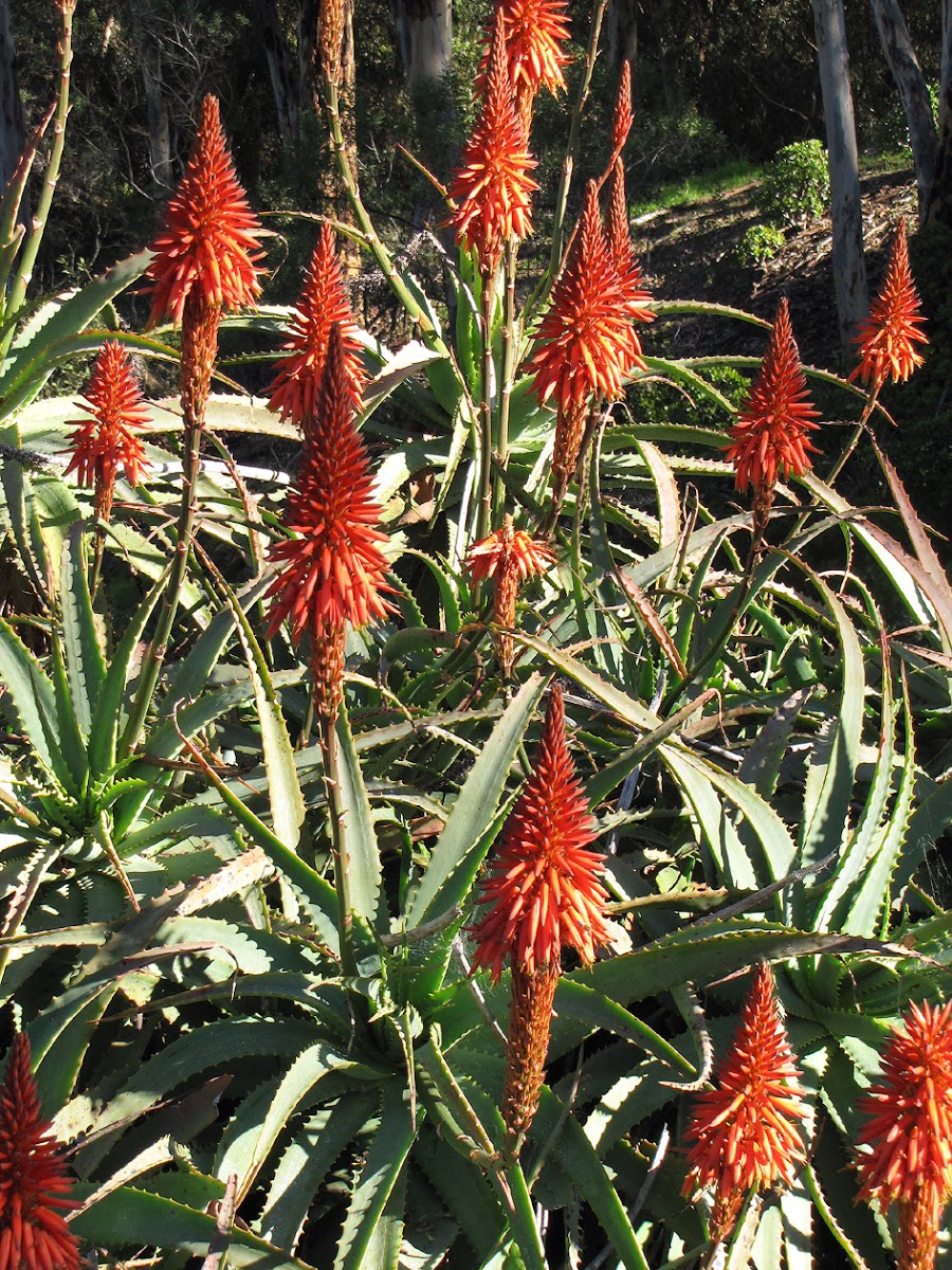 Red Hot Poker