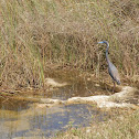 Tricolored Heron