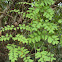 Vine Fern