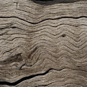 Driftwood