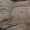 Driftwood