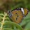 Plain Tiger (Male)