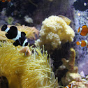 Clownfish