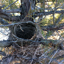 Bird's nest