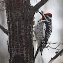 Yellow-bellied Sapsucker