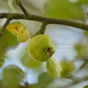 Crab Apple