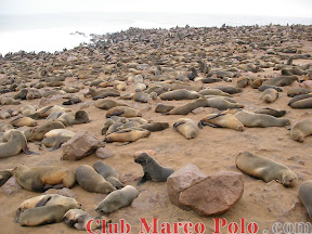 Colonia de Focas – Cape Cross