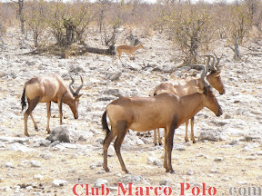 Impalas – Parque nacional de Etohsa