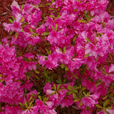 Azalaeas Blooming - 2008