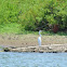 Great White Egret