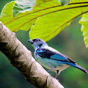 Azure-rumped Tanager