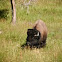 American Bison