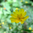 Nipplewort