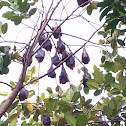 Flying Fox